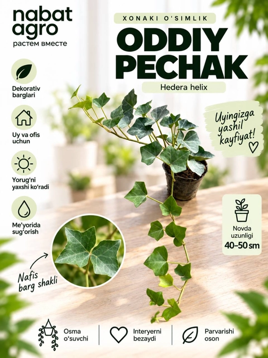 Pechak, Ola bula pechak, bog' o'simligi
