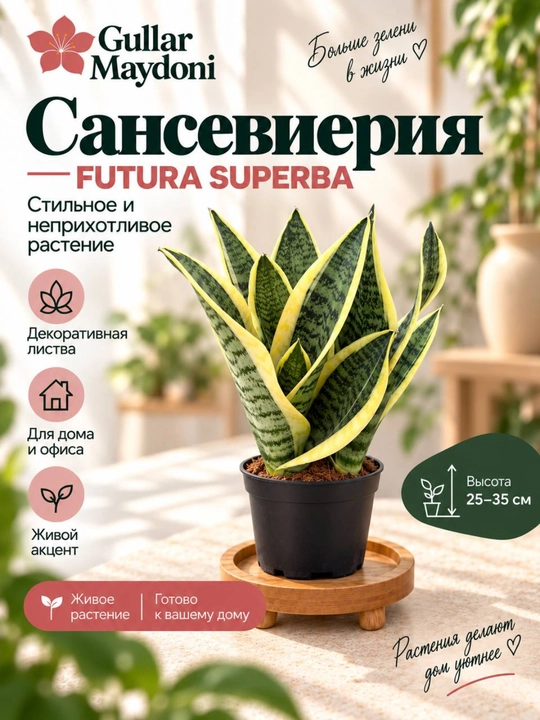 Сансевиерия Футура Суперба,декоративное живое растение в горшке - 