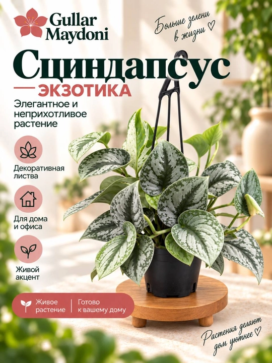 Сциндапсус Экзотика,декоративное живое растение в горшке - 