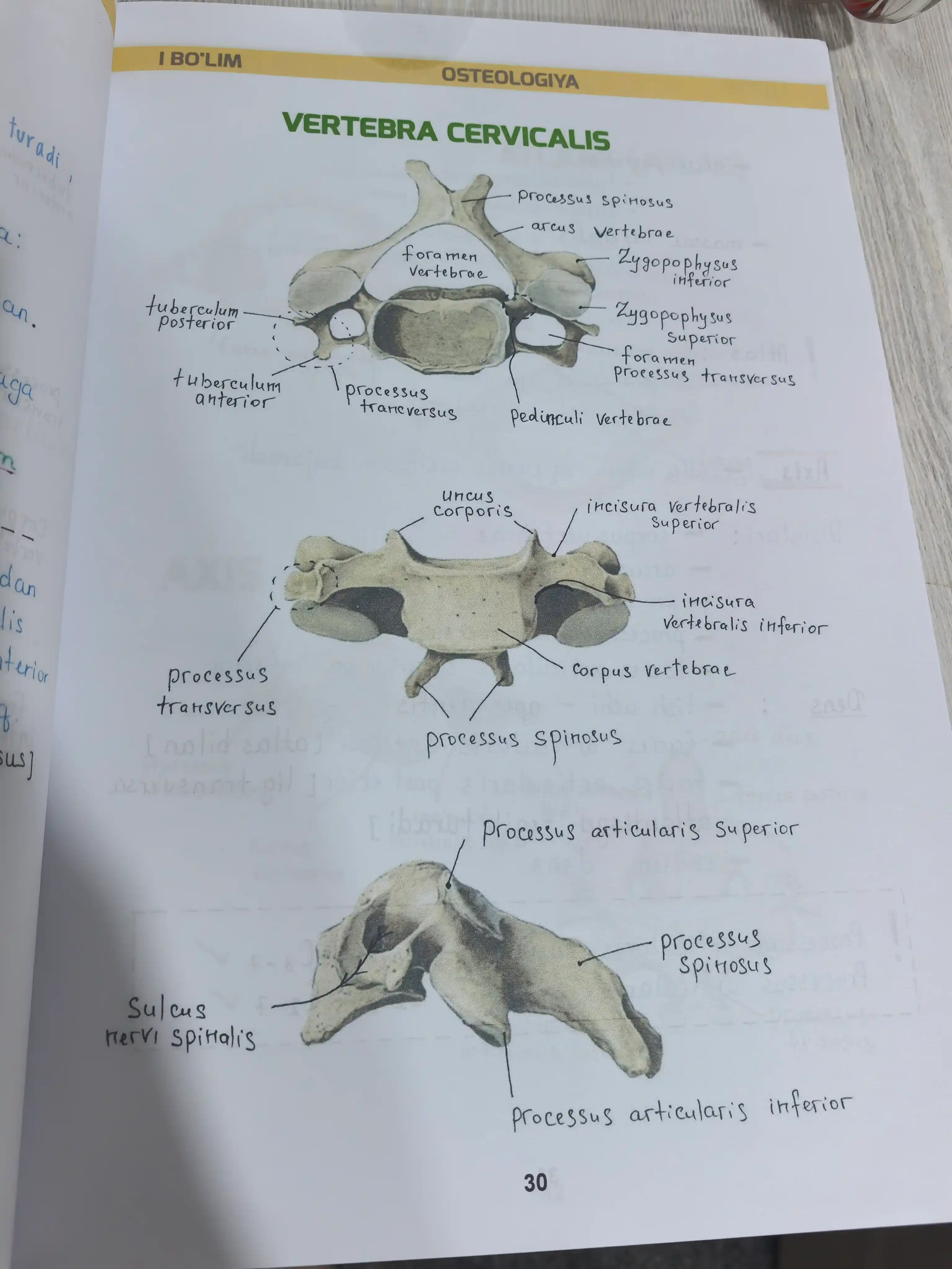 Tibbiyot kitobi, MEDoptimal anatomiya, tibbiyot talabalari uchun darslik, qo‘llanma