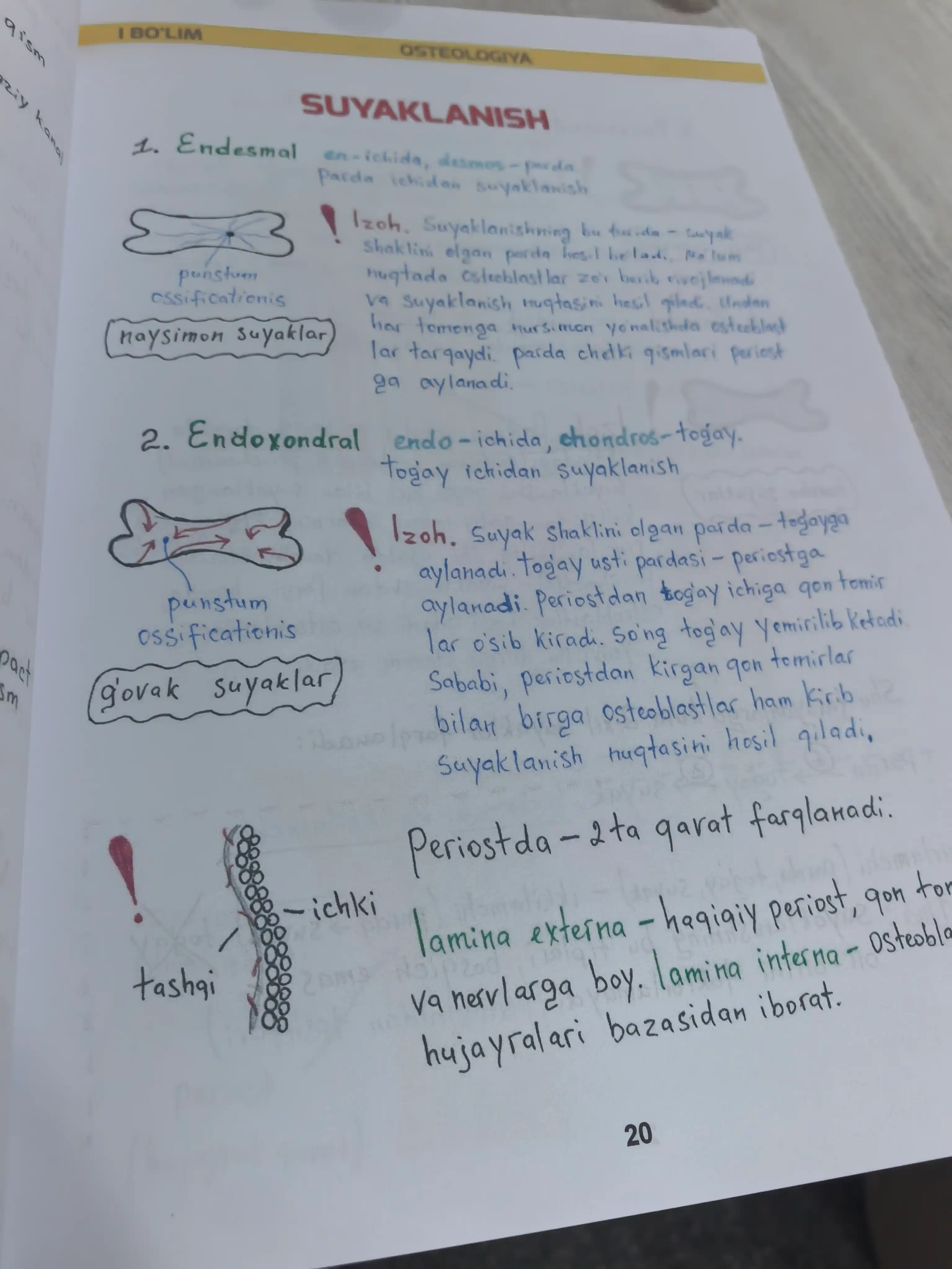 Tibbiyot kitobi, MEDoptimal anatomiya, tibbiyot talabalari uchun darslik, qo‘llanma