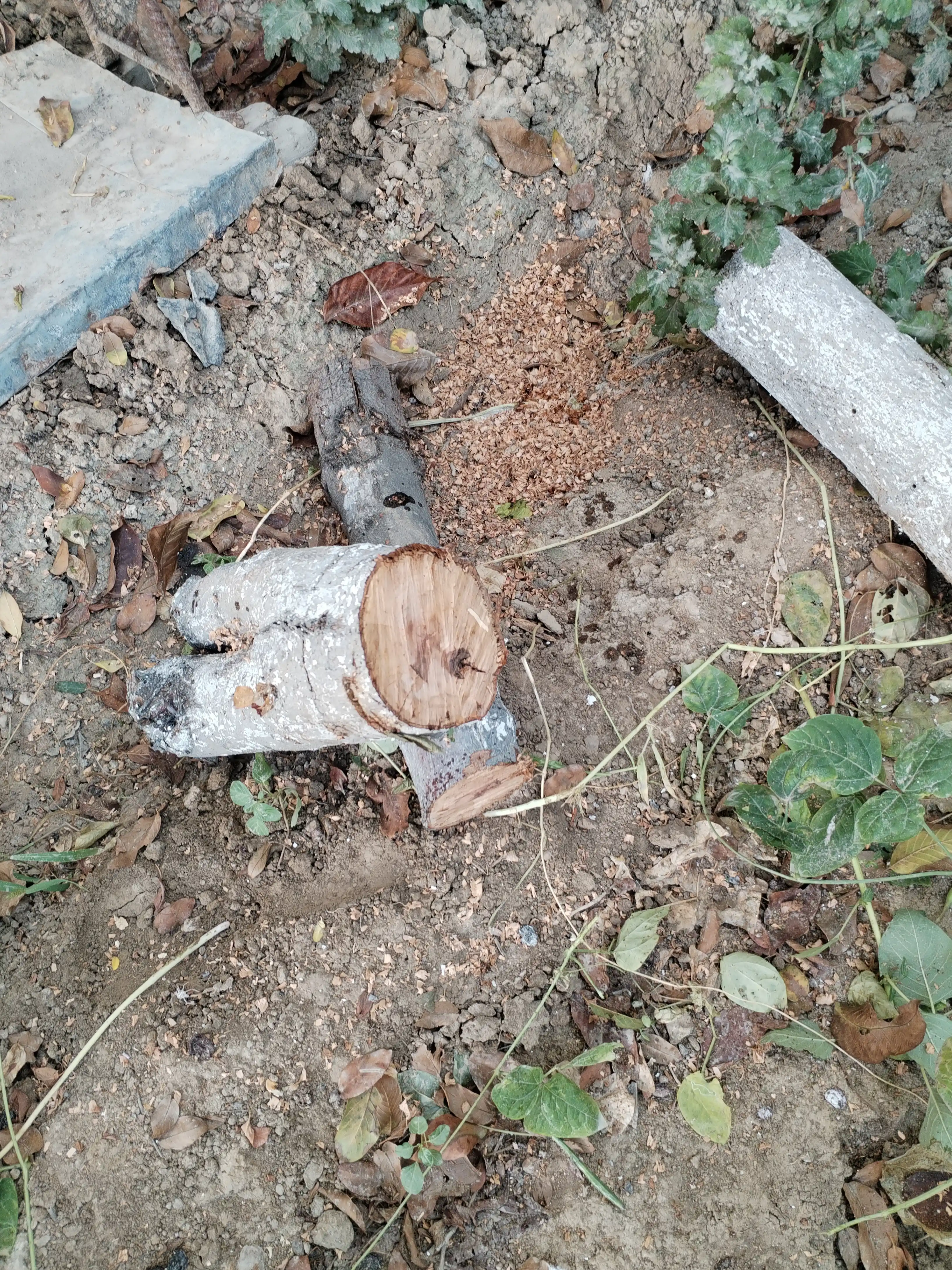 Elektr zanjirli arra URAGAN, arra,2850watt benzinli arra, motorli arra