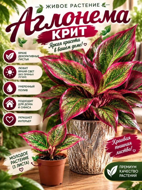 Oliy Navli Aglonema KRIT yosh ko'chat, yaxshi ildiz otgan - 
