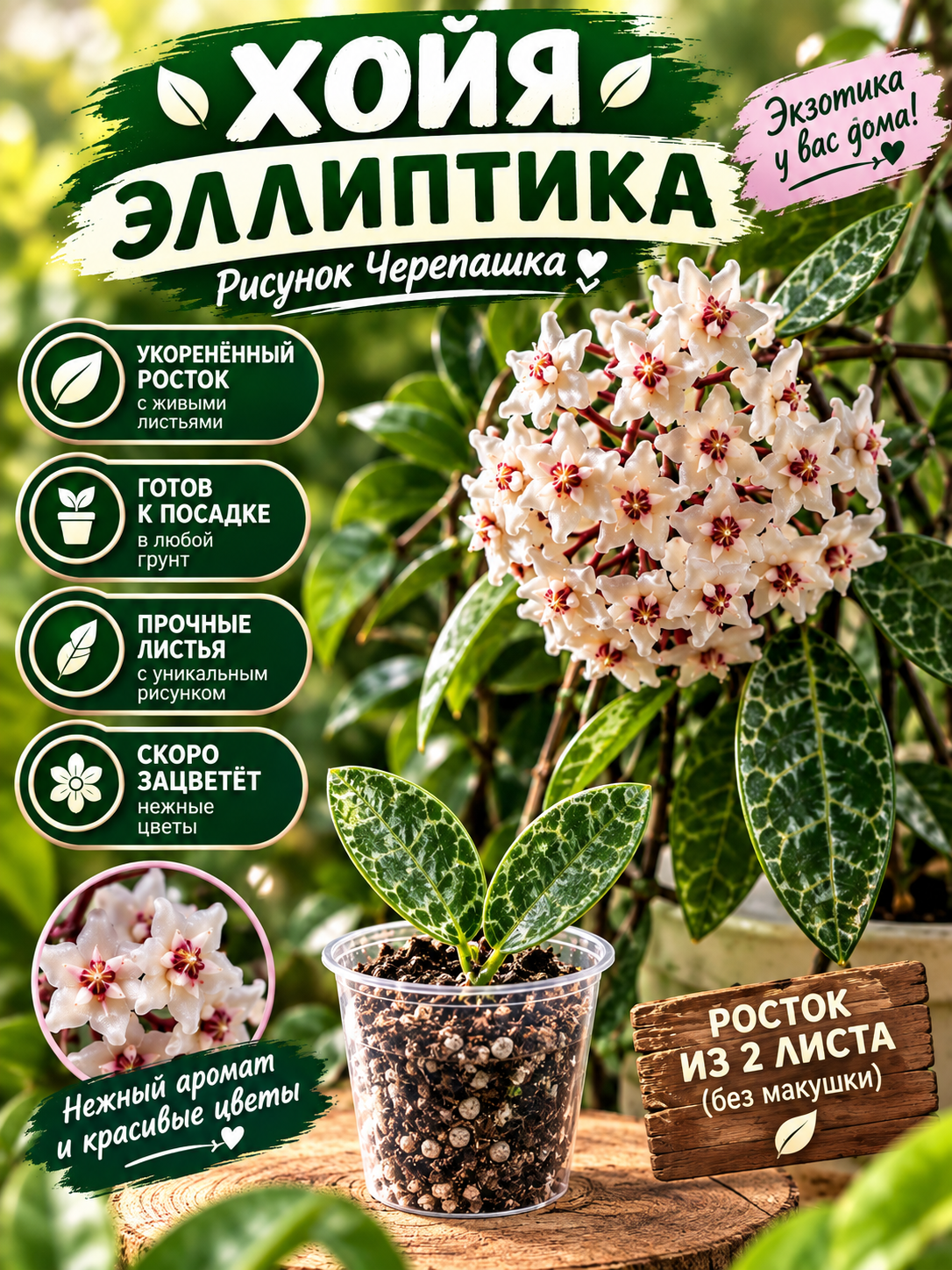 HOYA ELLIPTICA toshbaqa naqshli, ildiz otgan nihol, Otroska - 