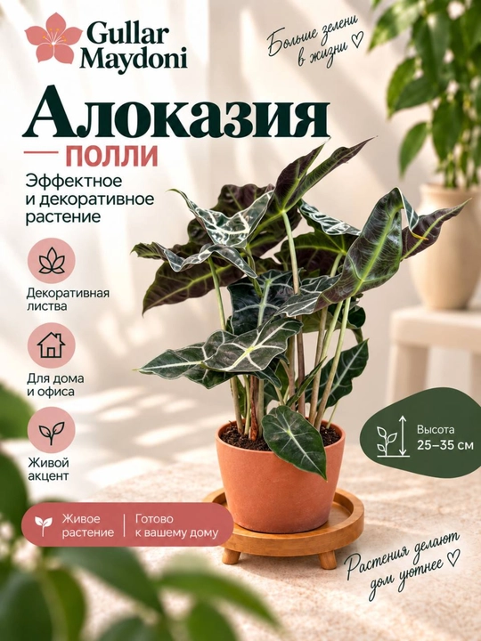 Алоказия Полли,декоративное живое растение в горшке - 