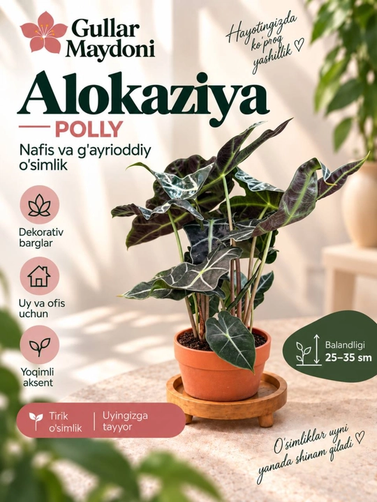 Алоказия Полли,декоративное живое растение в горшке