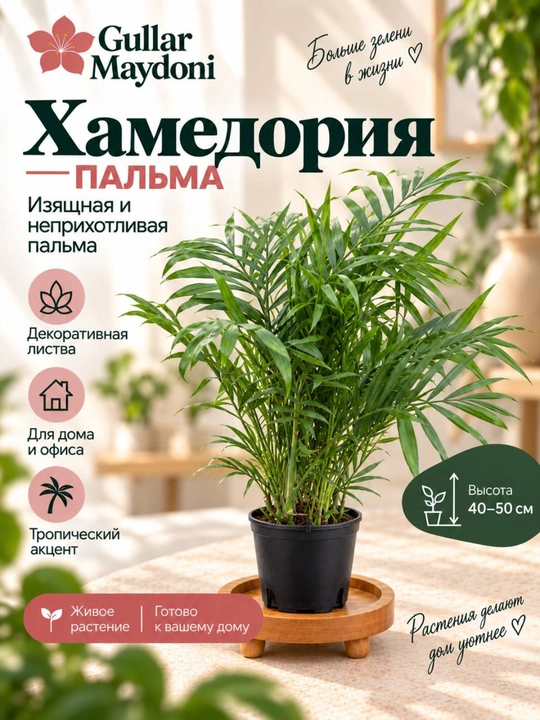 Хамедория Пальма,декоративное живое растение в горшке - 