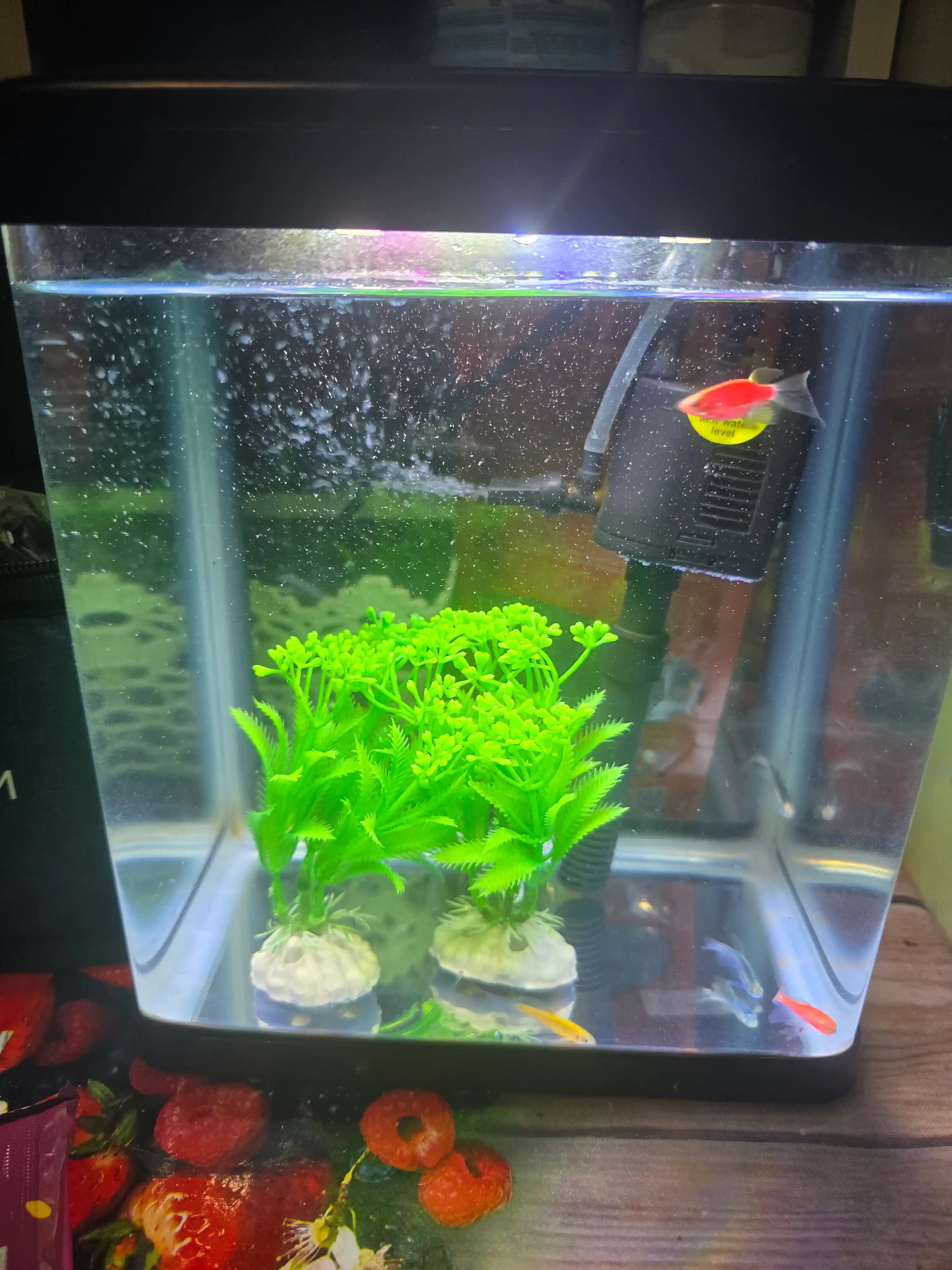 Akvarium, baliqlar uchun, uyda, filtr va lampalari bilan