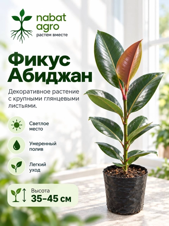 Фикус Абиджан,декоративное живое растение в горшке - 