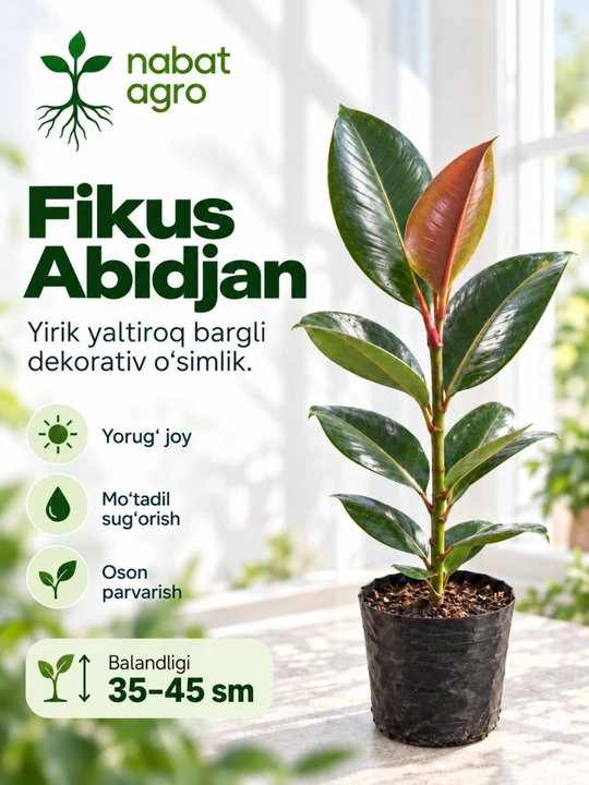Fikus Abidjan,dekorativ tirik o‘simlik