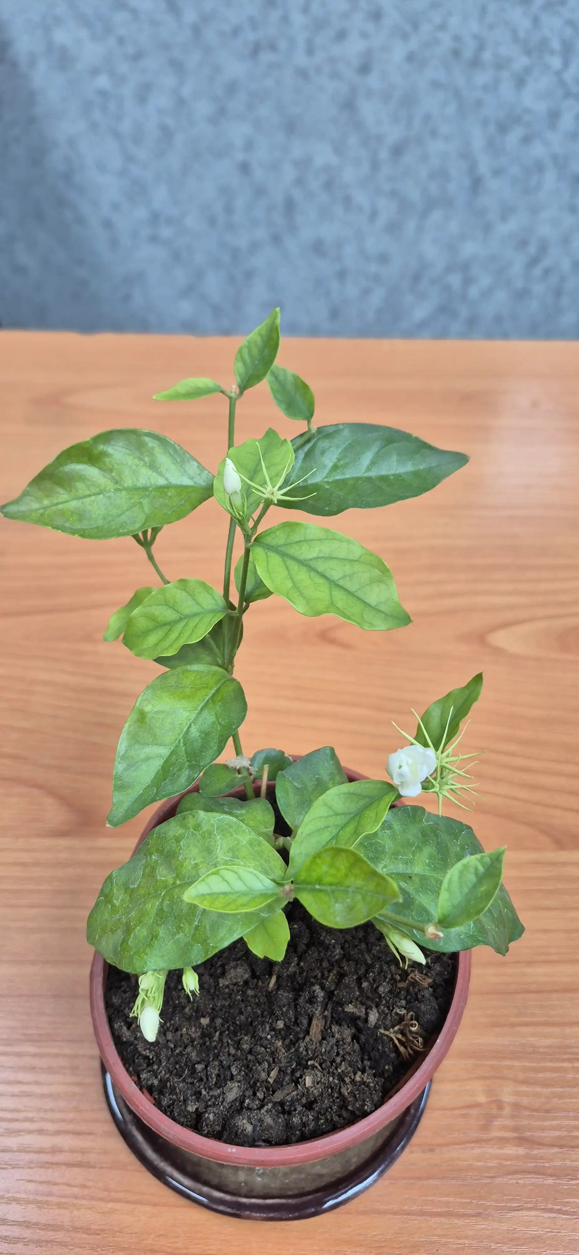 Jasmin — gultuvakdagi xona o‘simligi