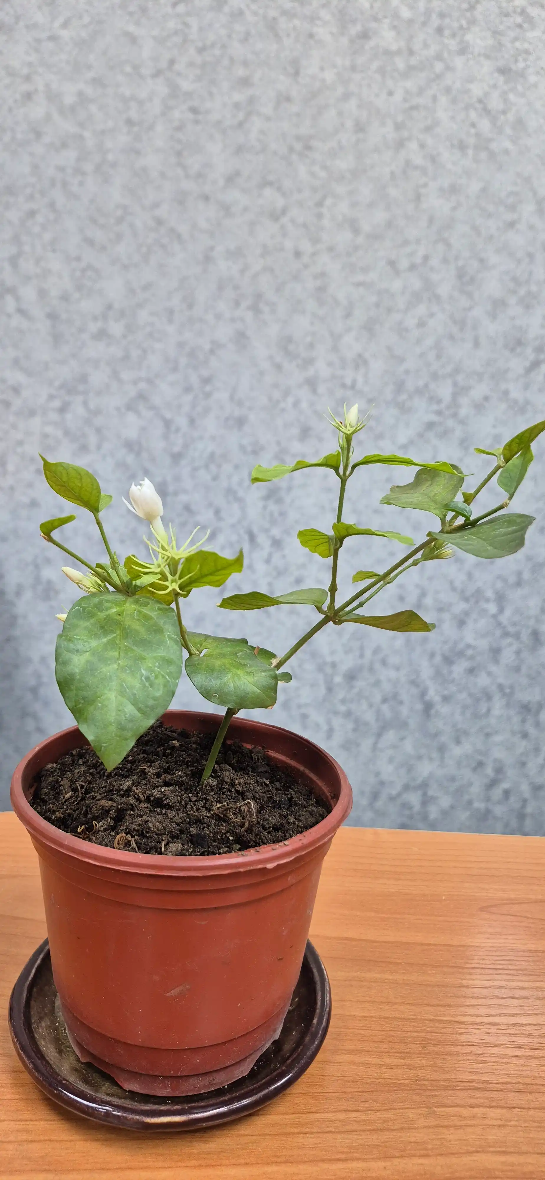 Jasmin — gultuvakdagi xona o‘simligi
