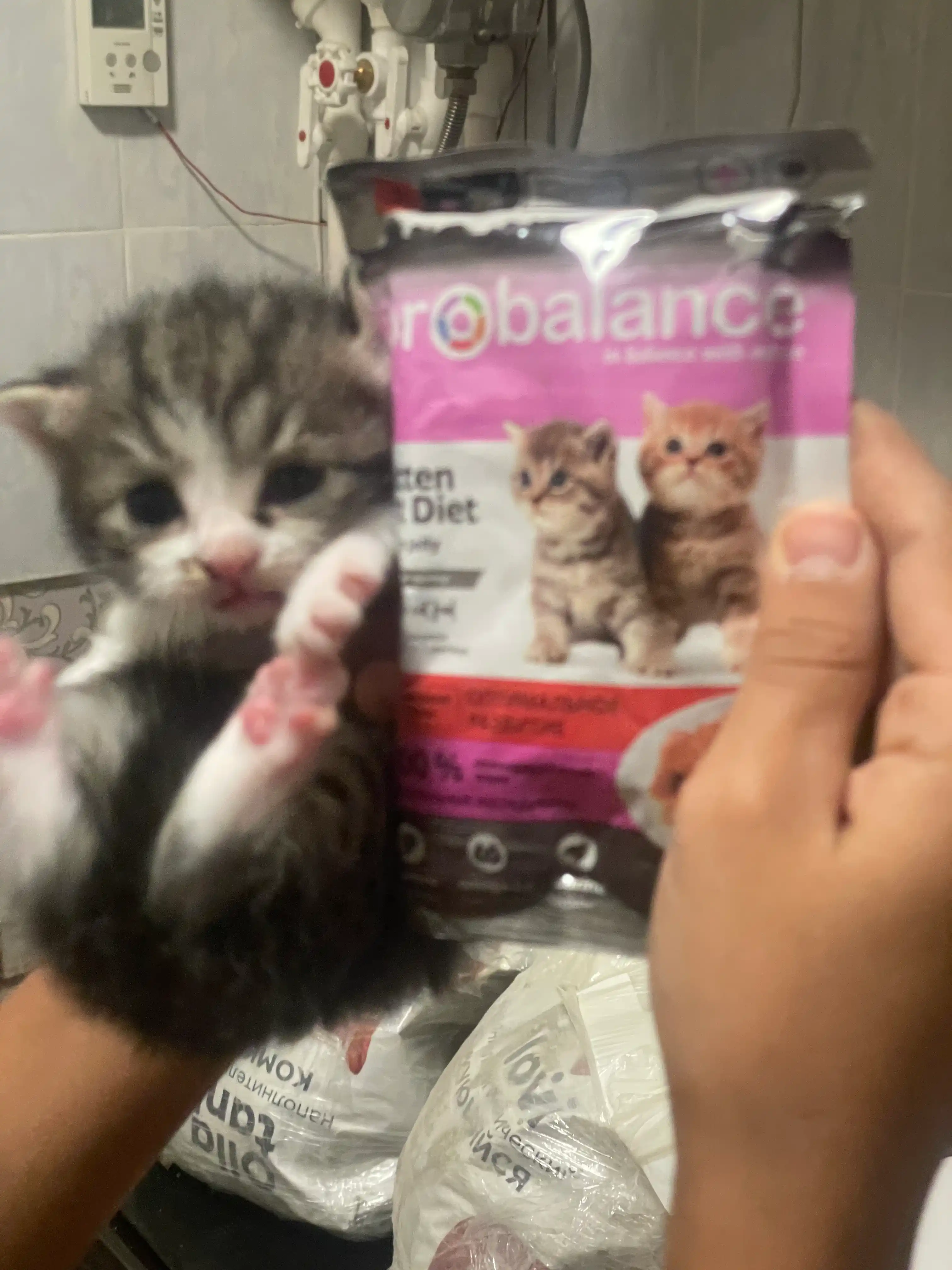ProBalance влажный корм для котят с телятиной в желе, 85 гр 10 шт