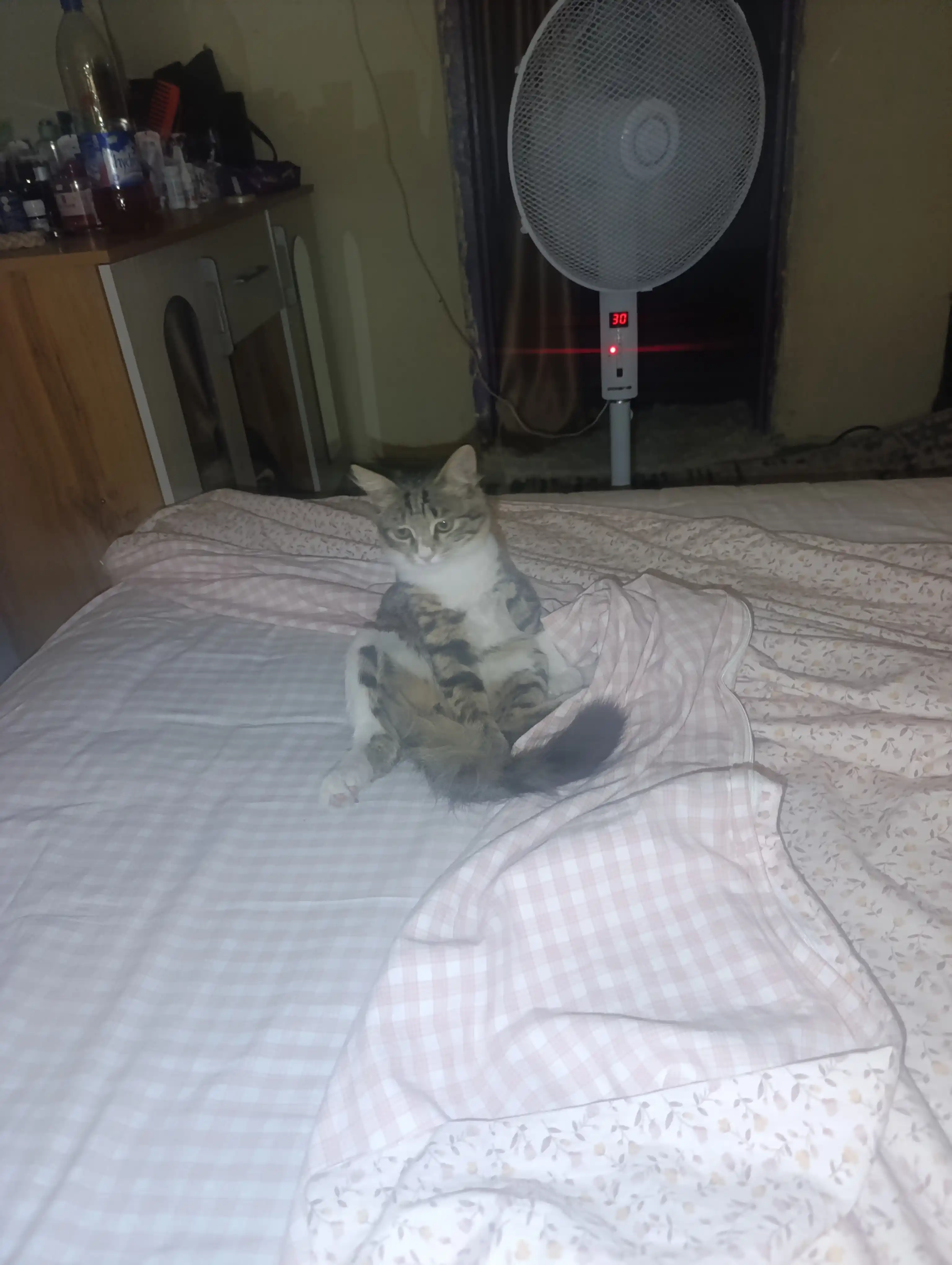 Ножницы для стрижки когтей, для кошек, котят, маленьких пород собак и грызунов