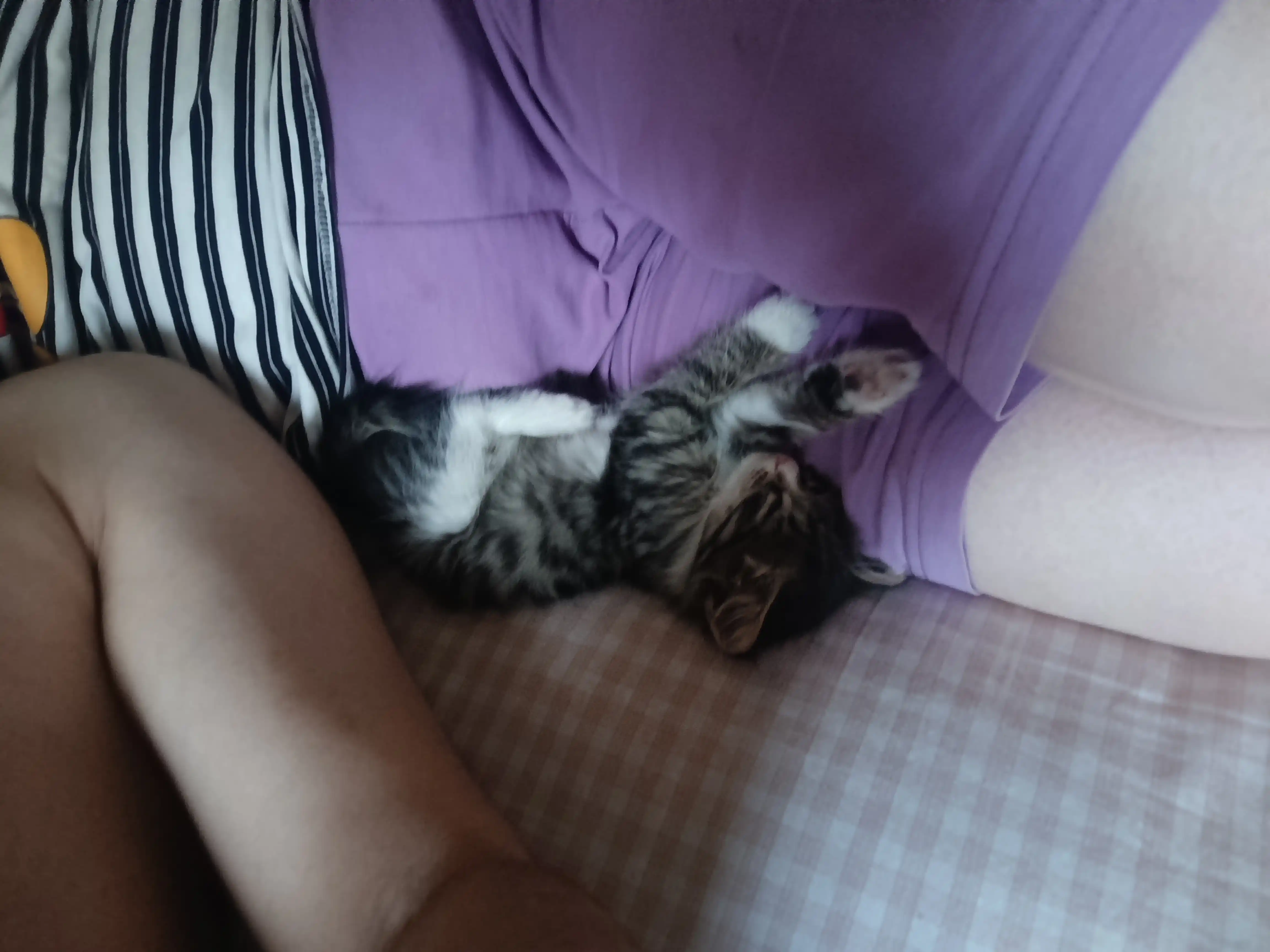 Ножницы для стрижки когтей, для кошек, котят, маленьких пород собак и грызунов