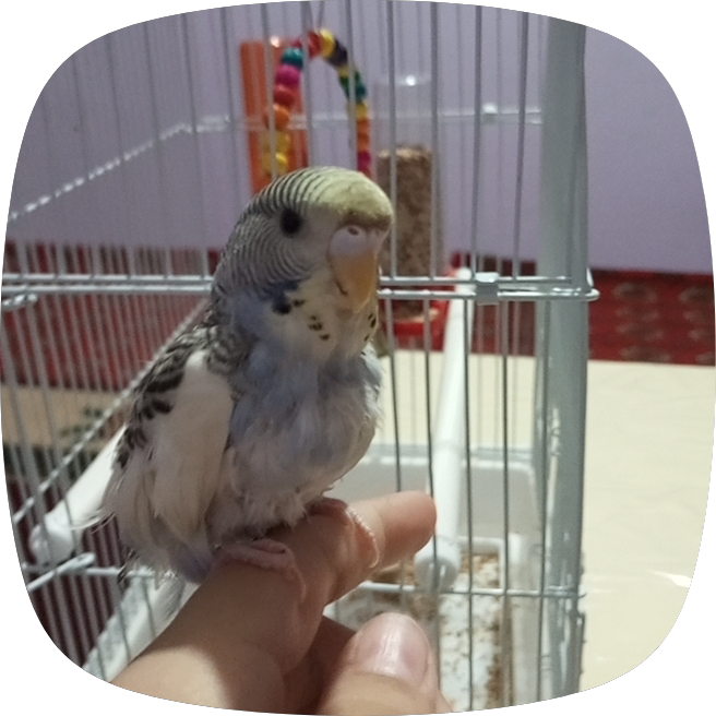 Качели для птиц и попугаев