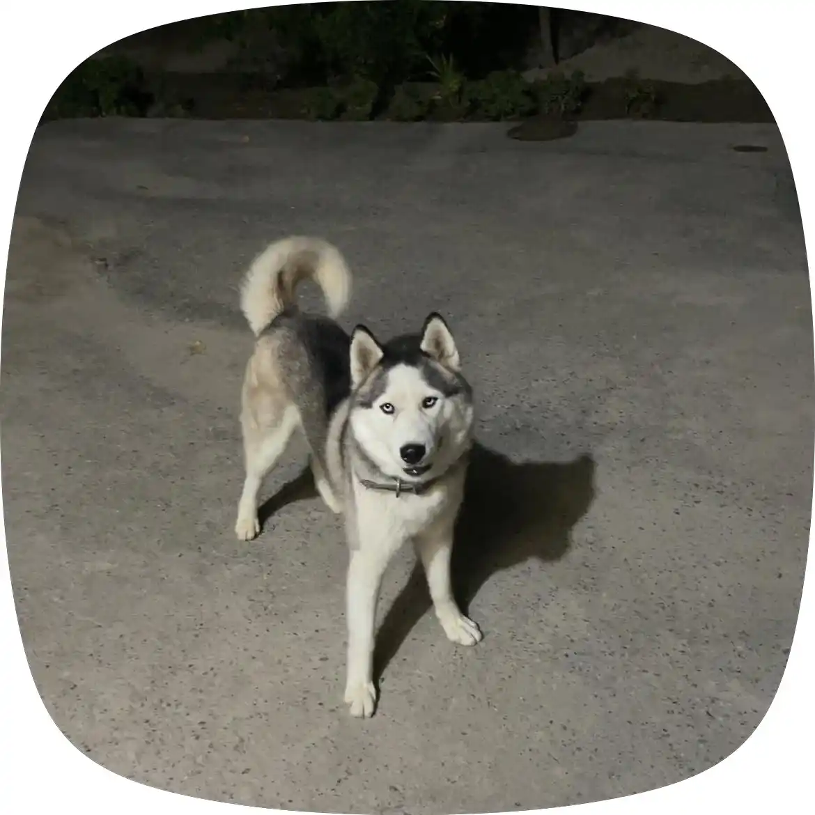Paw Picks Ekopaw сухой корм для собак средних и крупных пород 10 кг