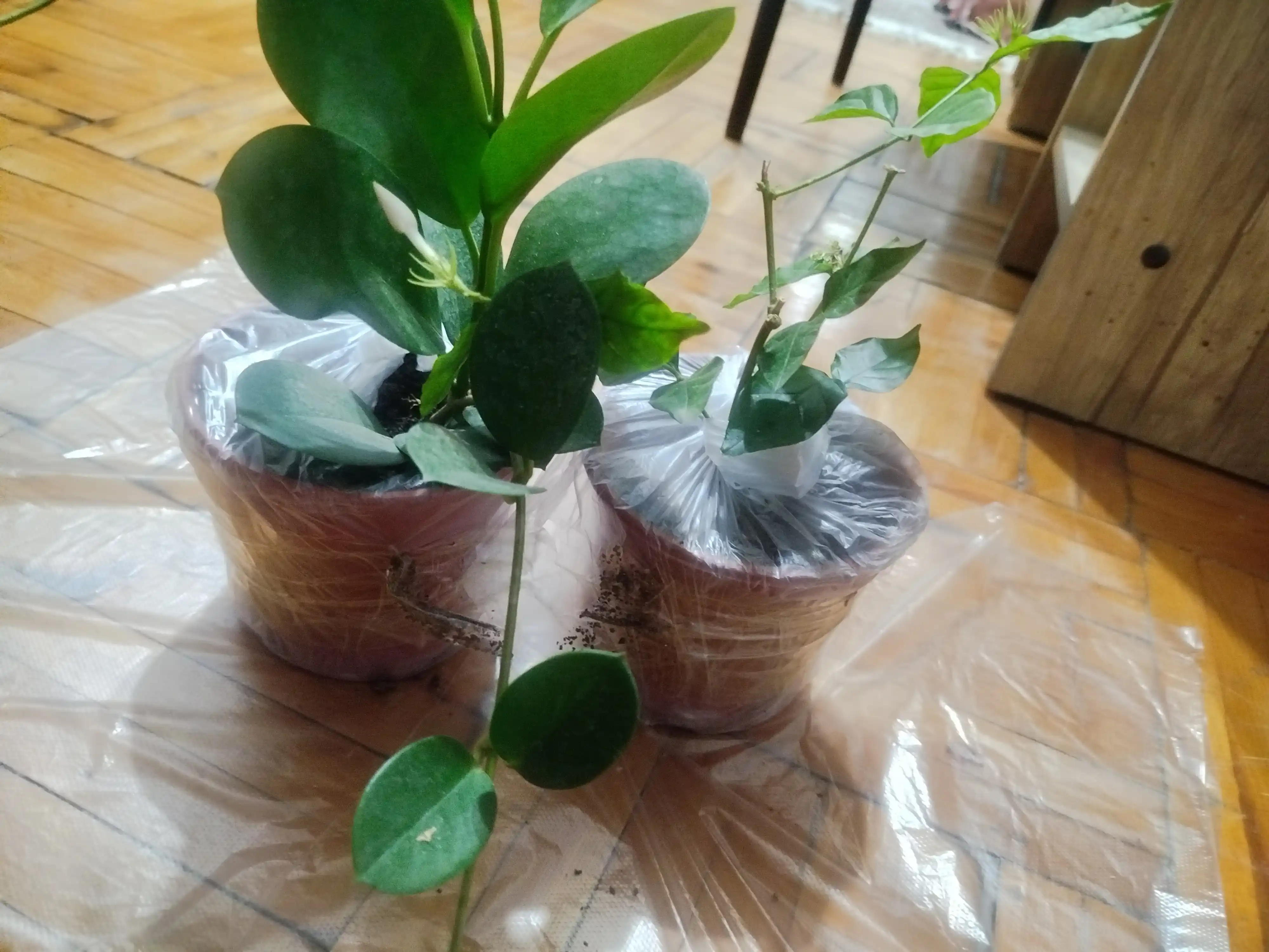 Hoya, xona o‘simligi