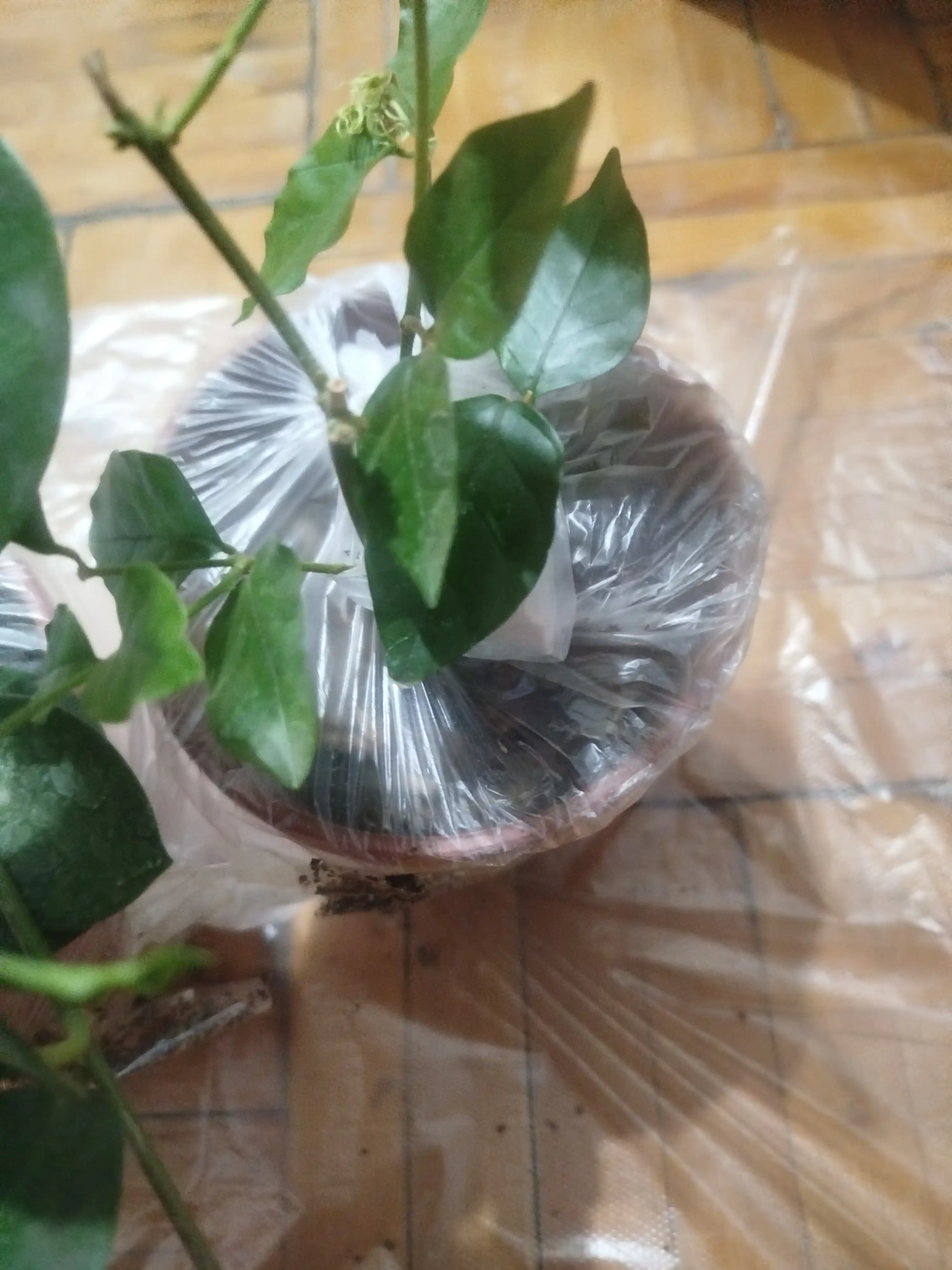 Hoya, xona o‘simligi