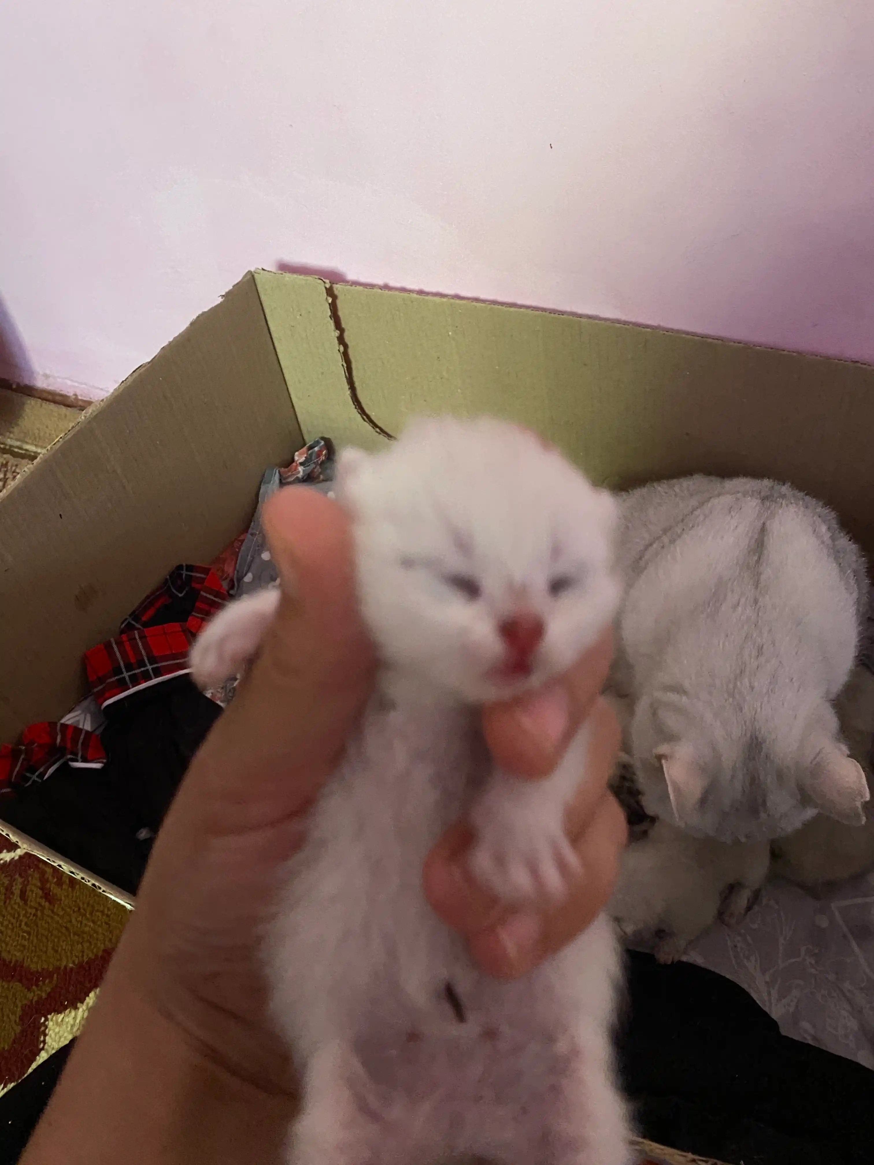 Молочная смесь для новорождённых котят на козьем молоке, каша, шприц в подарок