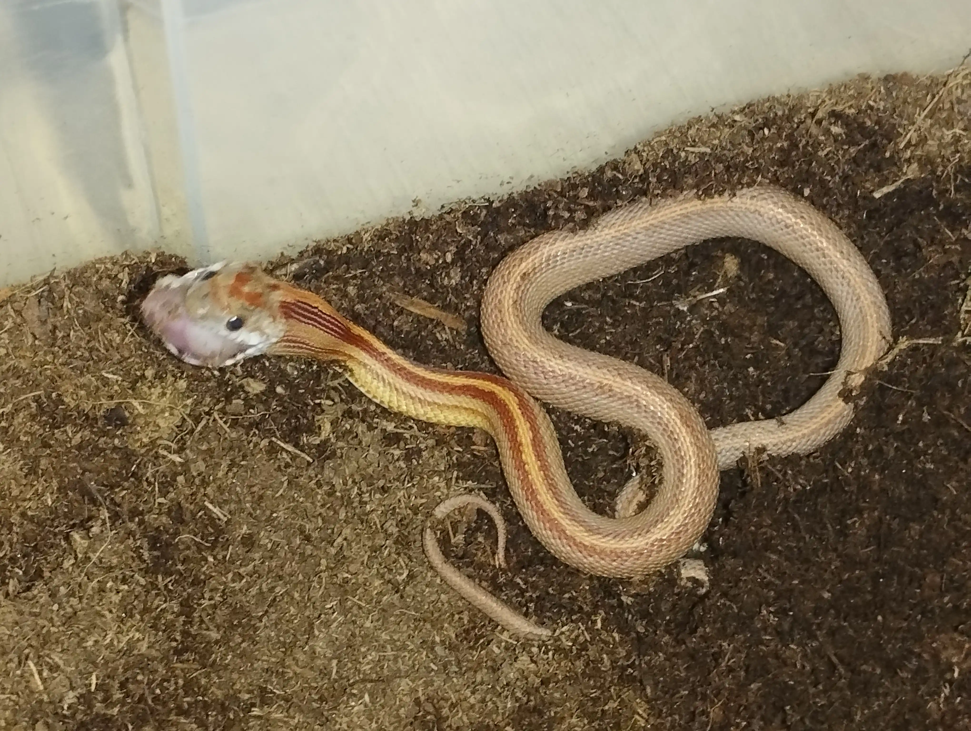 Gilamcha termoregulyatorli isitadigan terrarium uchun Barbarous