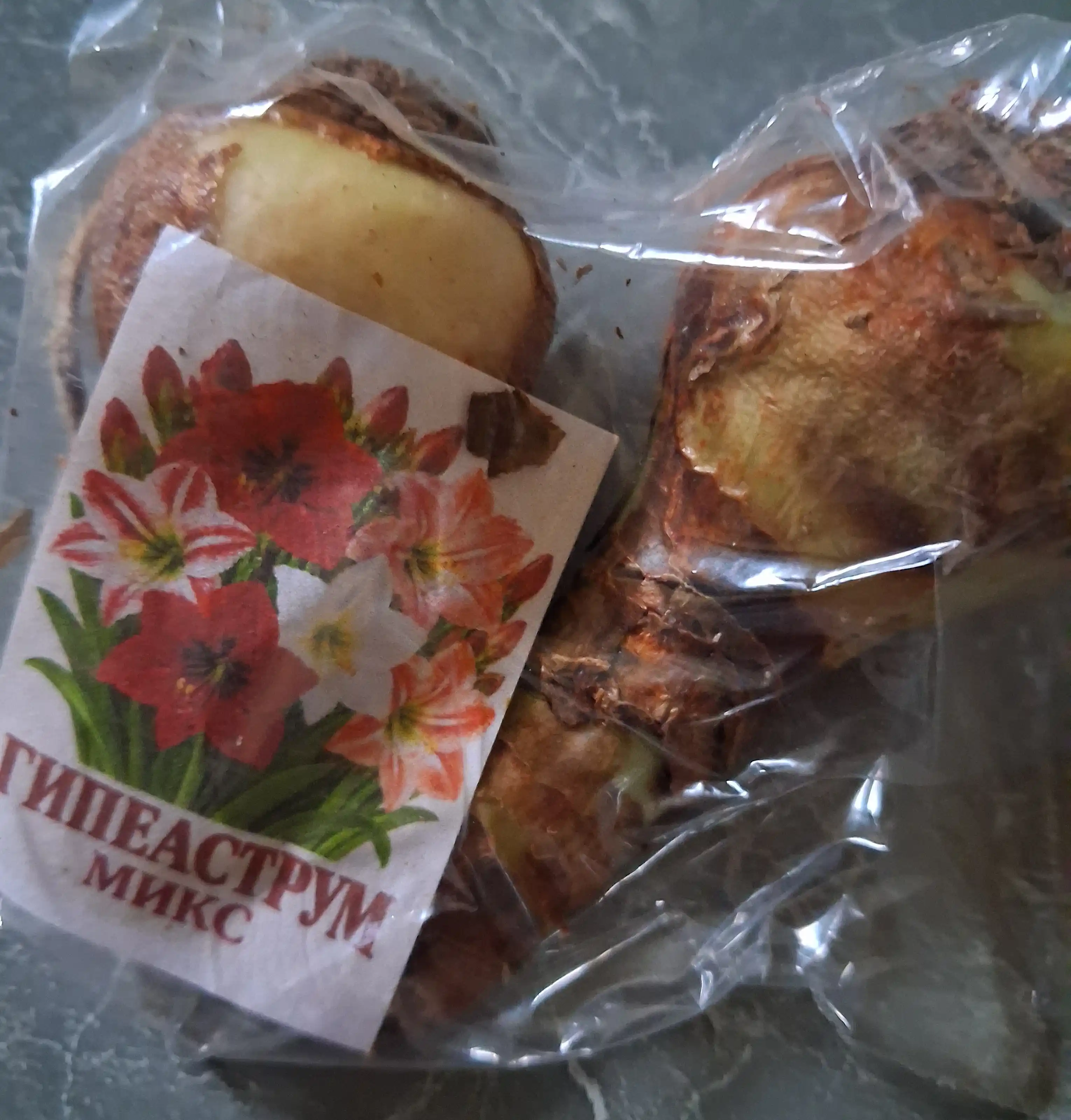 Луковицы цветов для сада и дома 