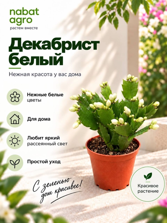 Декабрист, декоративное живое растение в горшке - 
