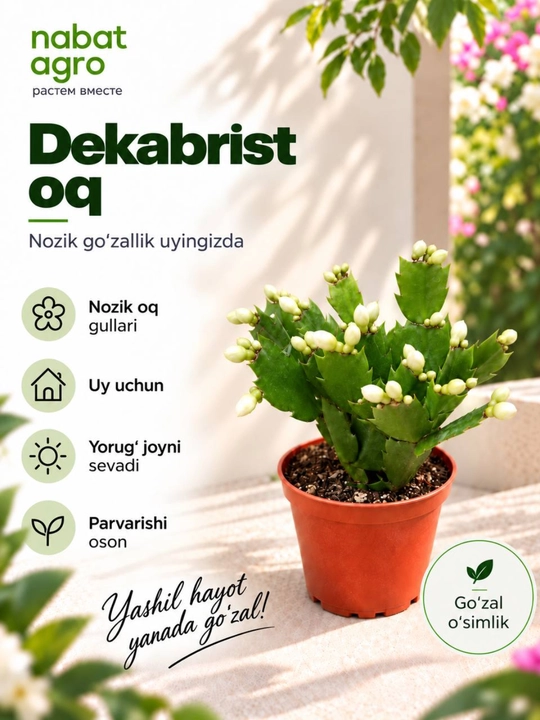 Dekabrist, dekorativ tirik o‘simlik