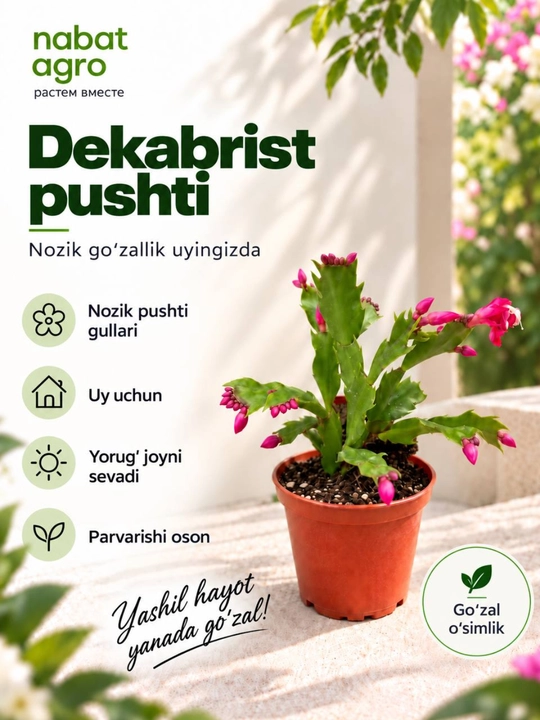 Dekabrist, dekorativ tirik o‘simlik