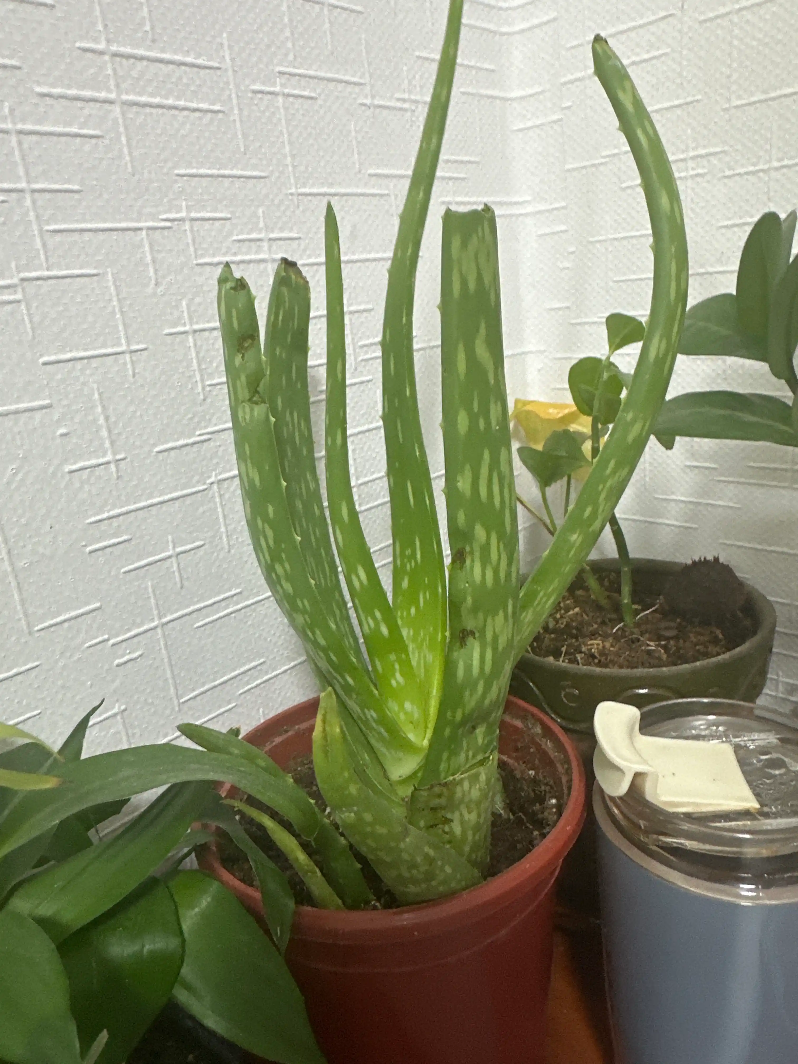 Aloe Vera guldondagi xona o‘simligi