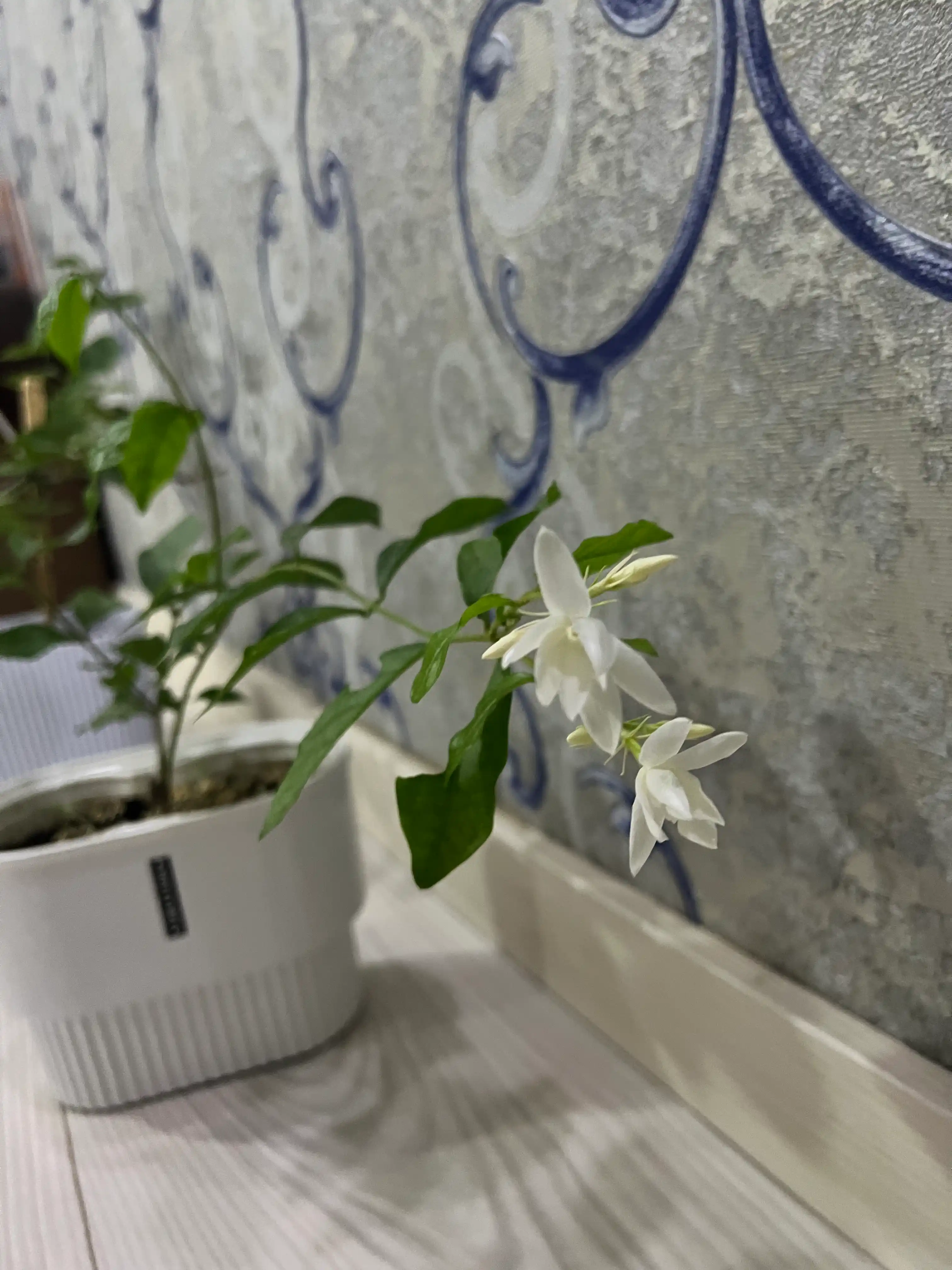 Jasmin — gultuvakdagi xona o‘simligi