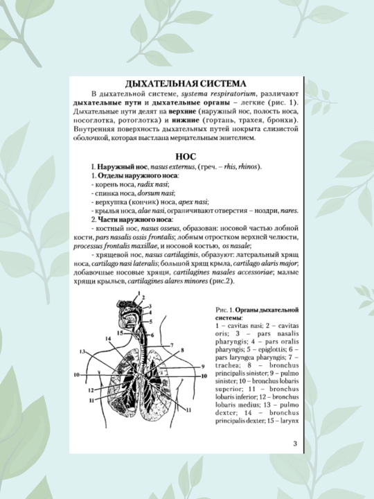 Kitob Nafas olish tizimi va yurak anatomiyasi, I.V. Gayvoronskiy, darslik, tibbiyot