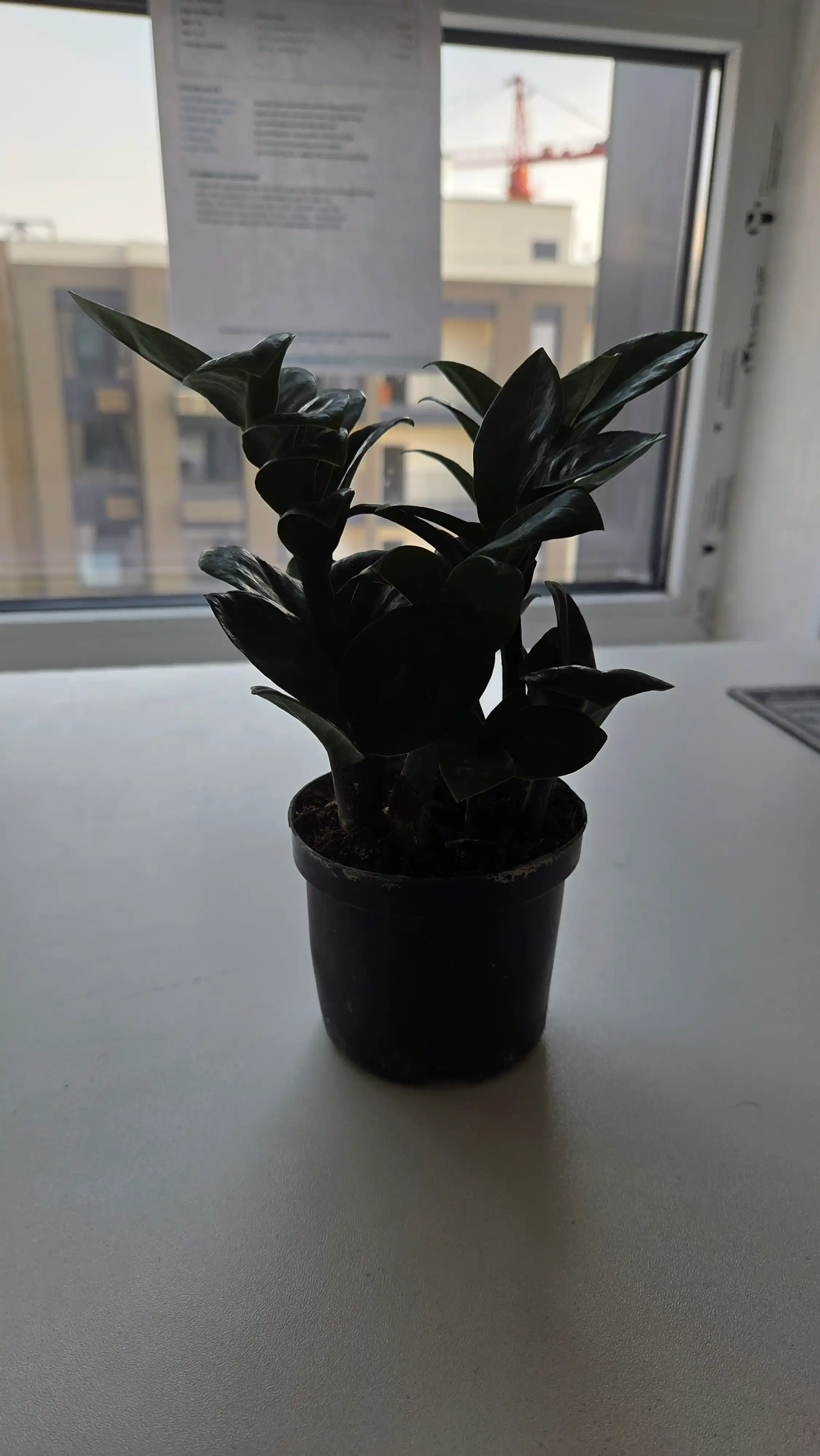 Zamiokulkas zamiy bargli (Zamioculcas zamiifolia), xona o‘simligi