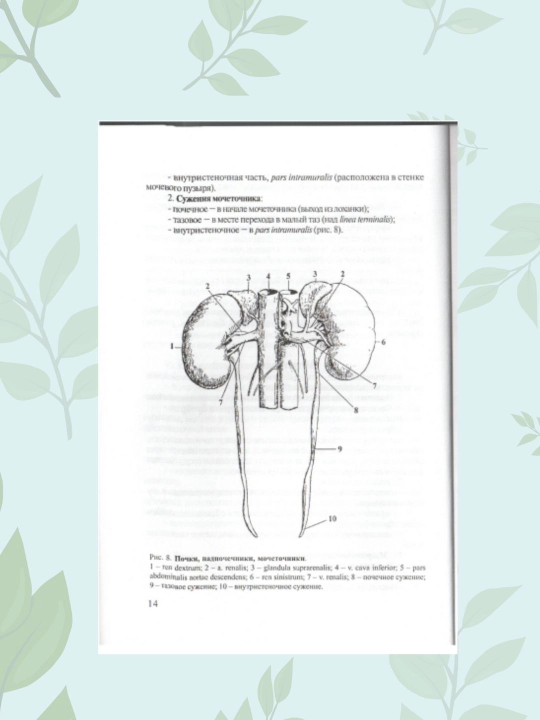 Kitob Anatomiya organov mochepolovoy sistemy Gayvoronskiy, Tibbiyot kitobi talabalarga