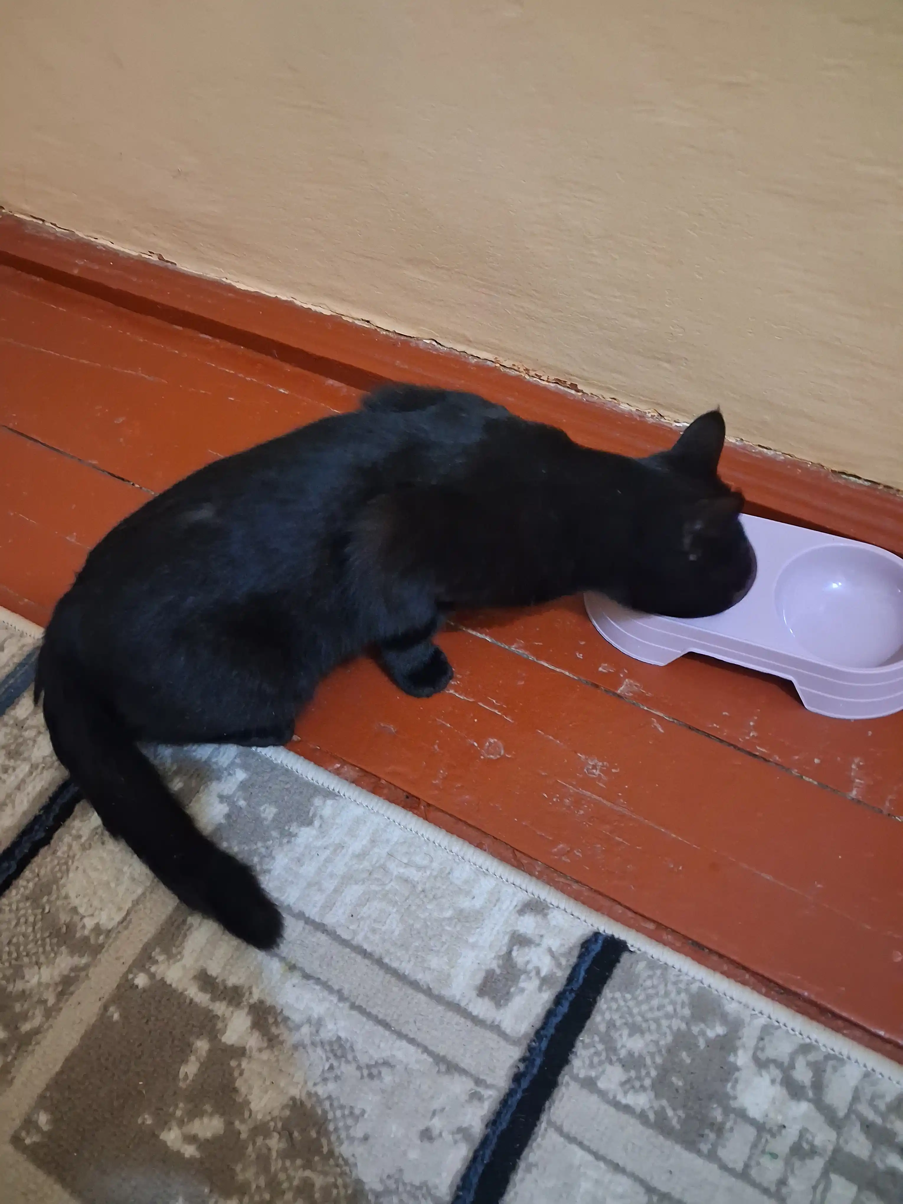 Moor mushuklar uchun nam yem assorti jeledagi mol va tovuq go‘shtli 75 gr 5 dona