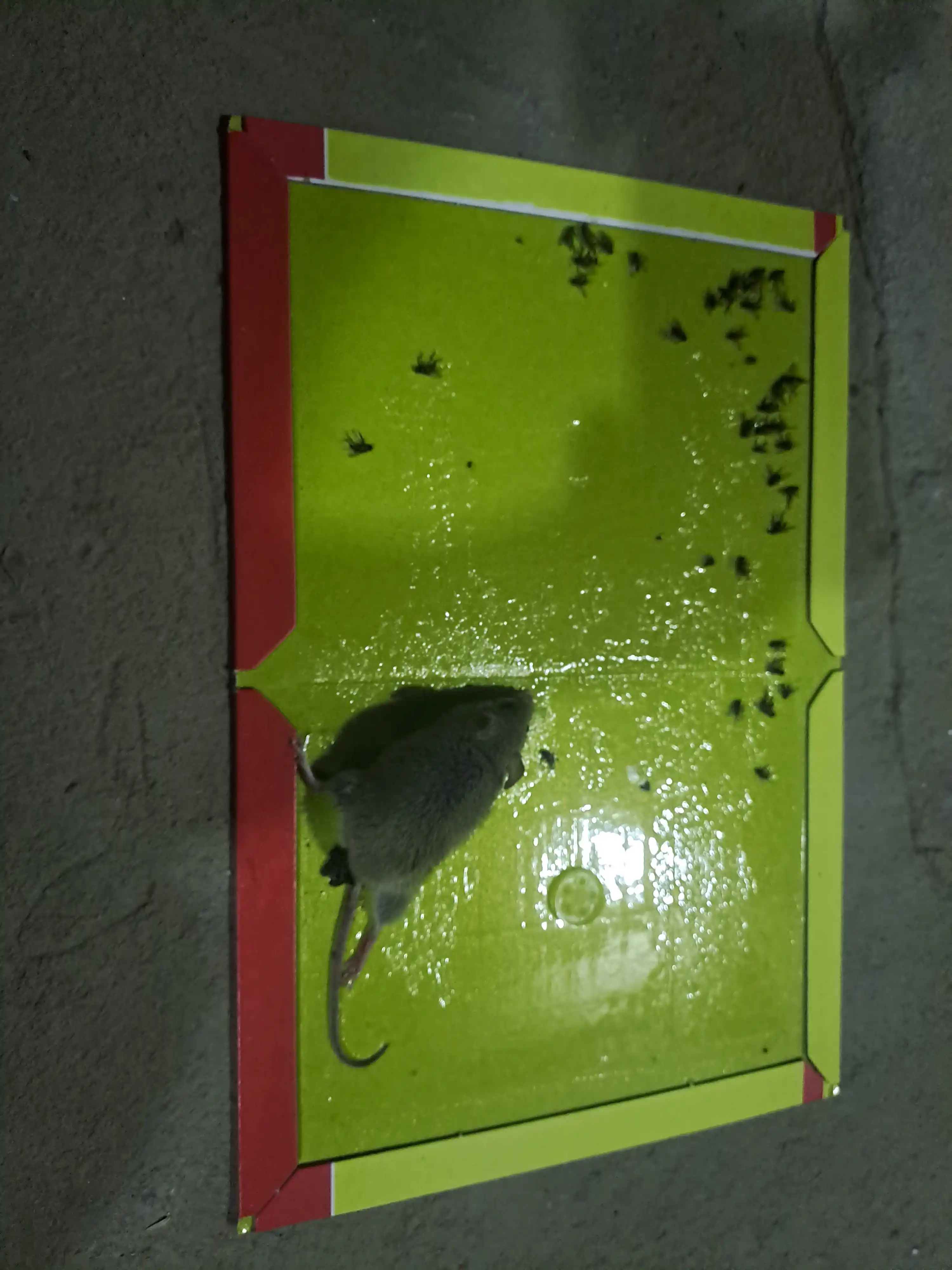 Мышеловка клеевая, ловушка от крыс и мышей, Mouse Glue, Супер Gуба, комплект