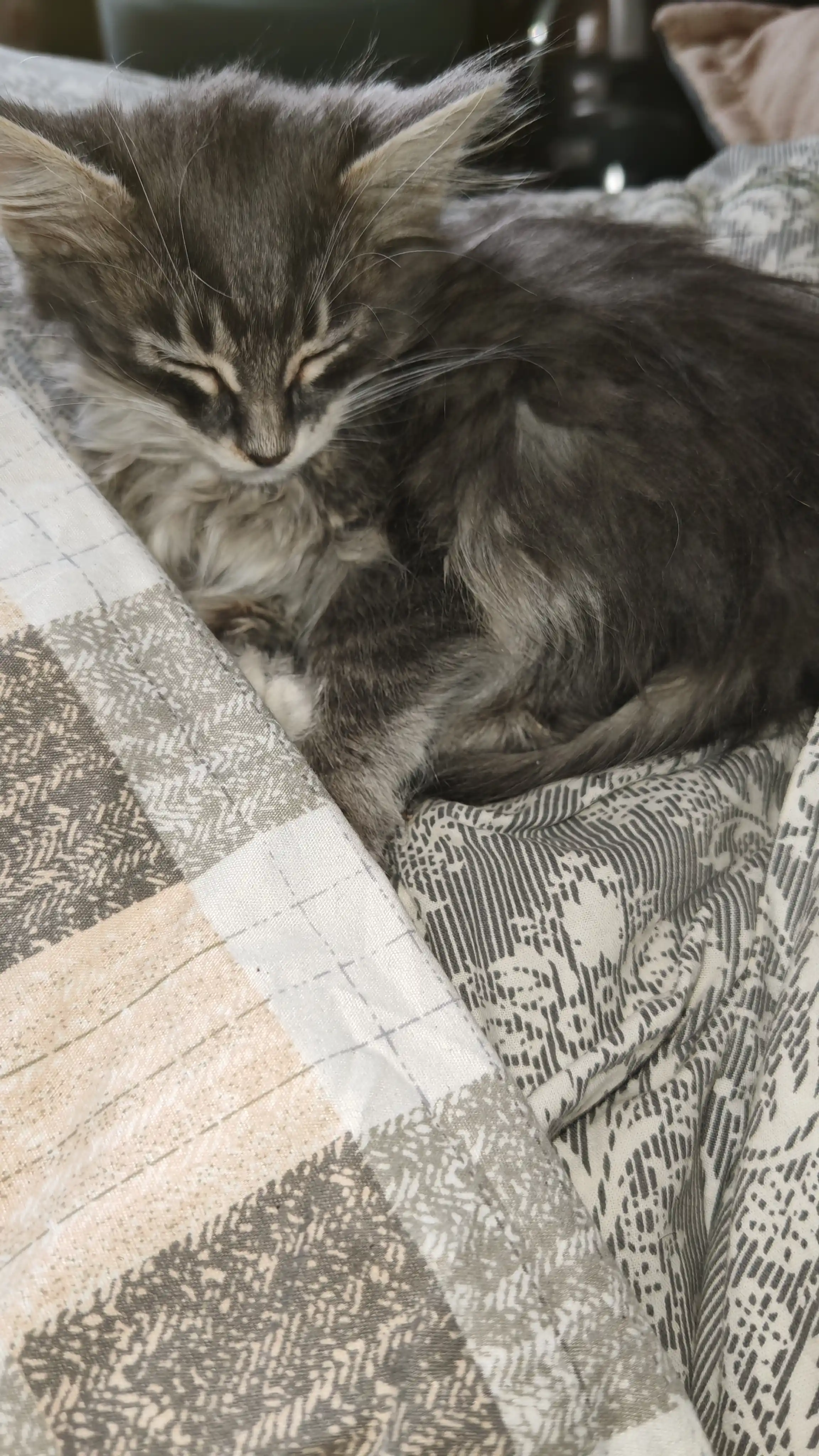 Whiskas mushukchalar uchun tovuqli pashtet, 75 g, 5 dona