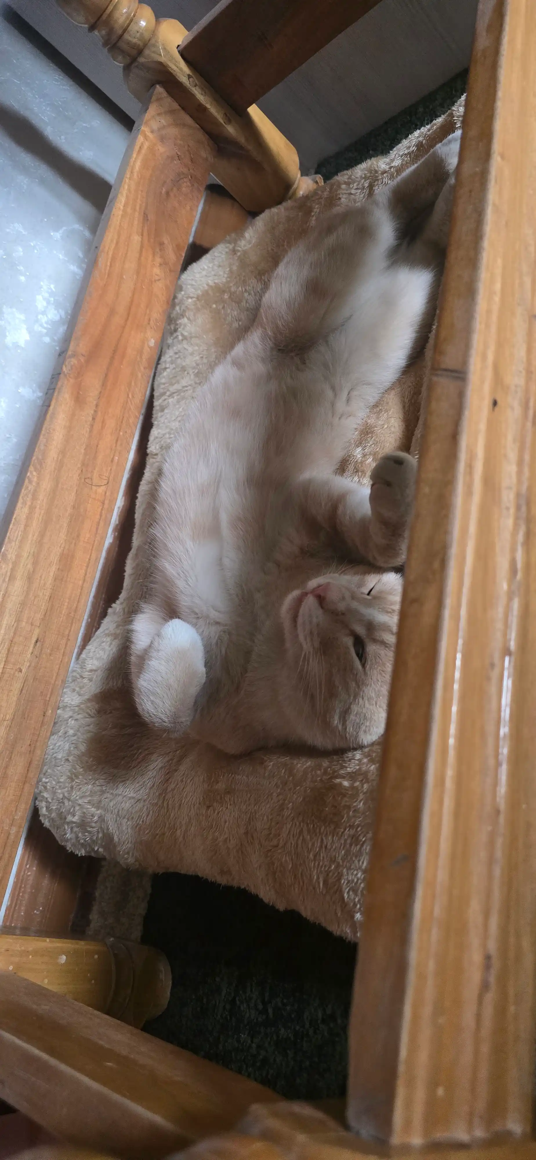 Itlar va mushuklar uchun to'shak