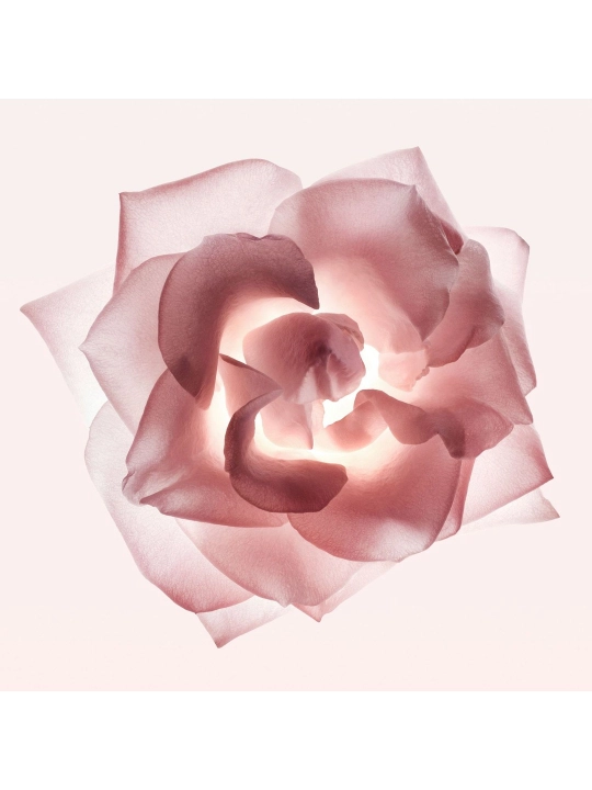Narciso Rodriguez Narciso Poudrée, Cristal и Radiante, женская парфюмерия