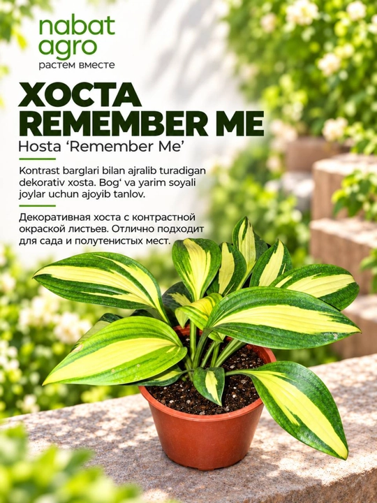 Xosta Remember Me,bog‘ o‘simligi - 
