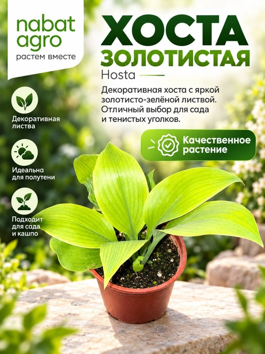 Hosta zangori,dekorativ bog‘ o‘simligi - 