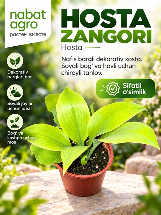 Hosta zangori,dekorativ bog‘ o‘simligi