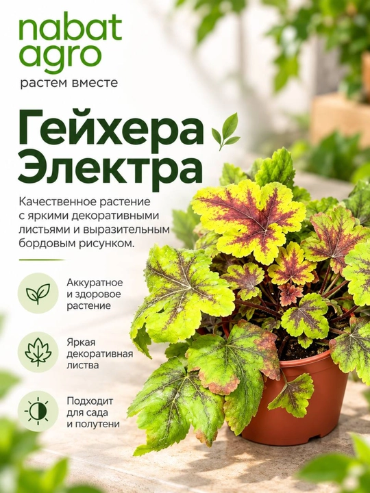 Geyxera Elektra,dekorativ bog‘ o‘simligi - 