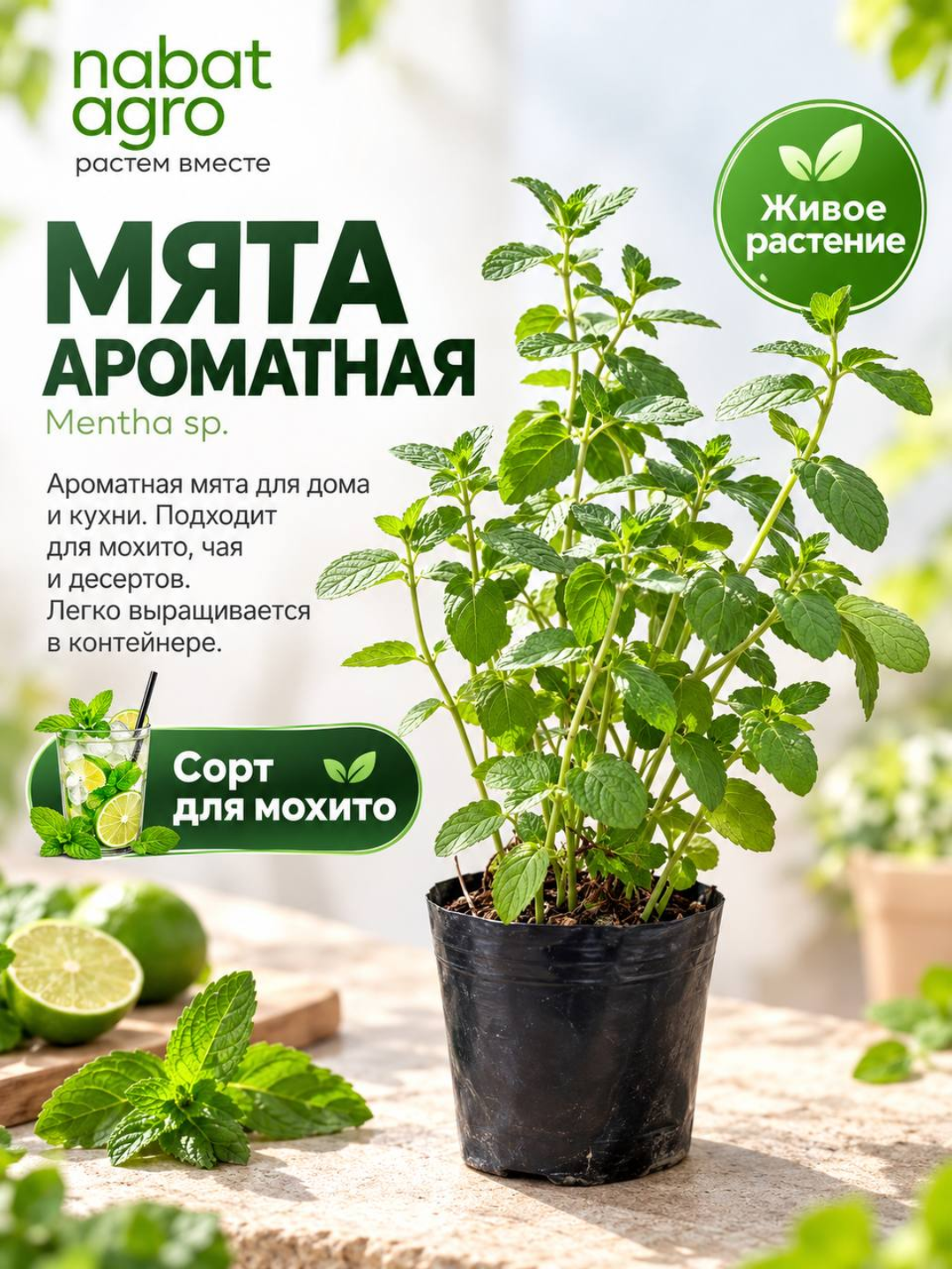 Мята ароматная,живое декоративно-пряное растение в горшке - 