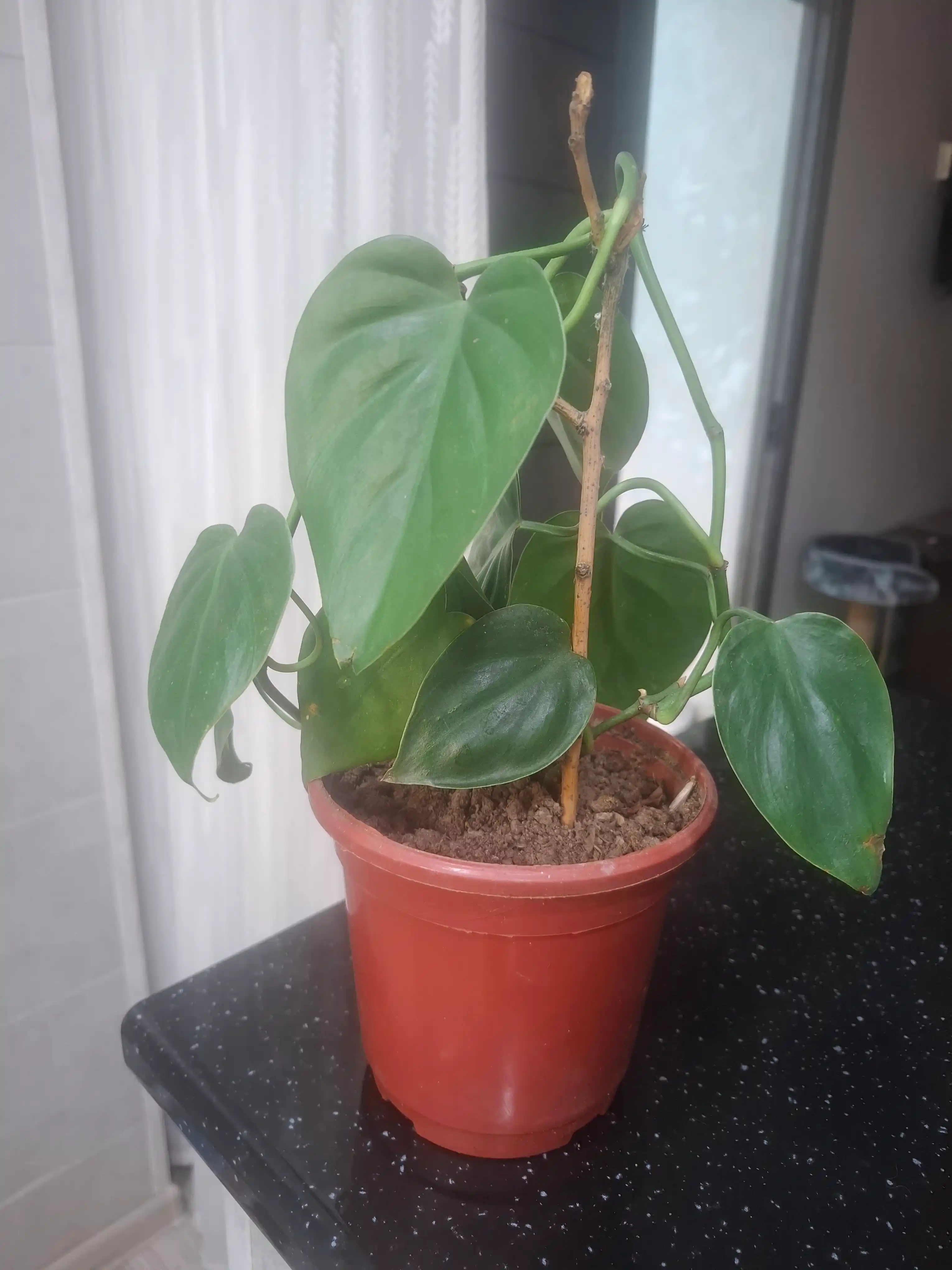 Yurakbargli filodendron, dekorativ-bargli xona o‘simligi