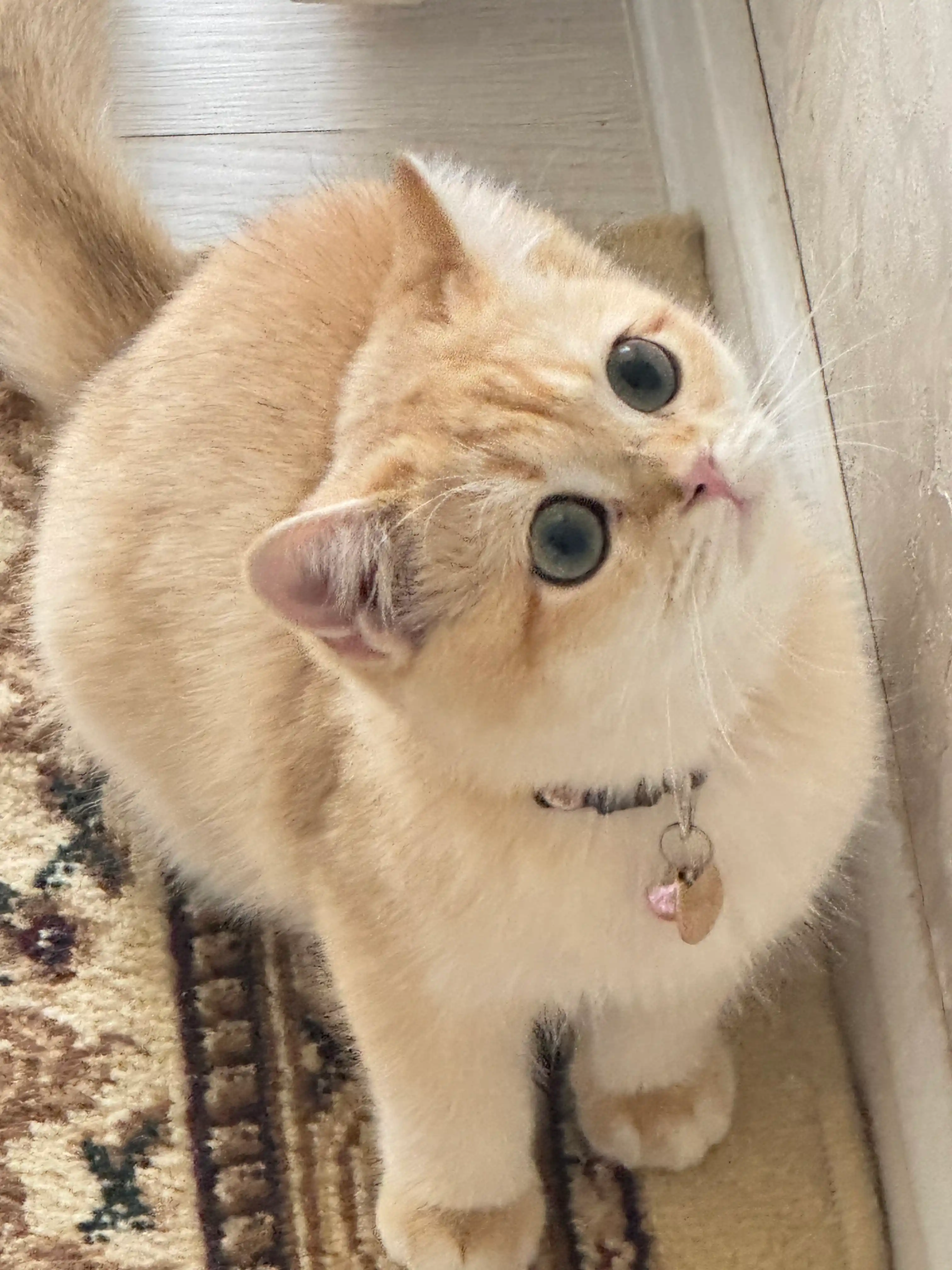 Ошейник для кошек и котят