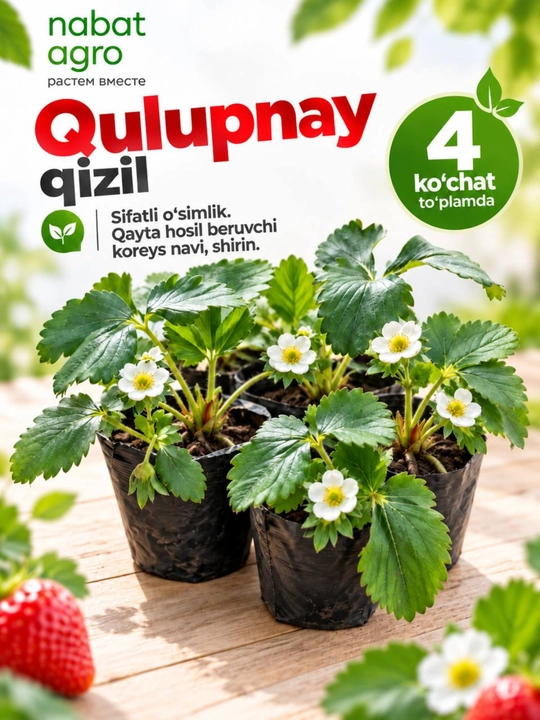 Qizil qulupnay,meva beruvchi o‘simlik