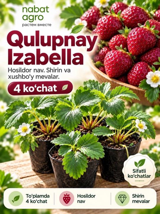 Izabella qulupnayi,meva beruvchi o‘simlik