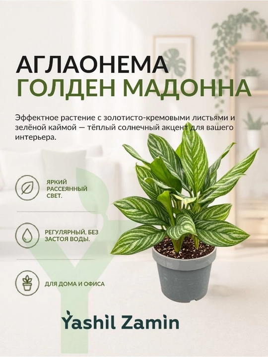 Живой цветок Аглаонема 'Голден Мадонна' (крупный куст) - 