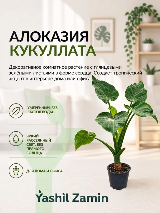 Алоказия 'Кукуллата' живое комнатное растение в горшке - 